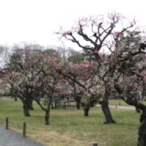 Fruit trees are everywhere! Nijo Palace, Kyoto