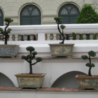 Grand Palace bonsai